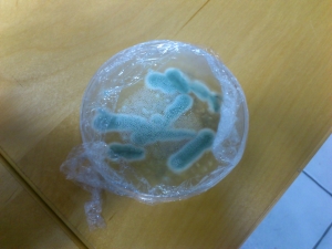 penicilinschimmel.jpg penicilinschimmel.jpg